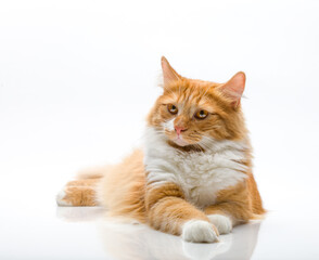 Red-headed cat on white background.