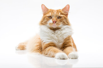 The ginger cat is proud of himself. Photo of a ginger cat on a white background.