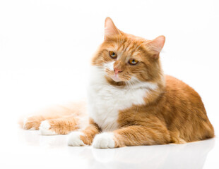 Red-headed cat posing on a white background.