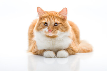 Fototapeta na wymiar Ginger cat on white background.