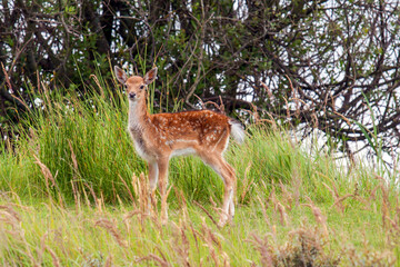 Attentative young fallow deer (Dama dama) 