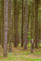 Close up of trunks of a monoculture stand of pine trees 