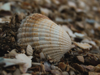 shell on the beach