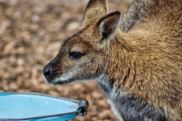 Wallaby at a UK park