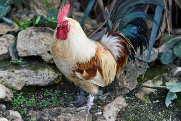Rooster with a red comb and colored tail on a background of stones and grass