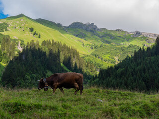 Fototapeta na wymiar Mountain cow grazing on an alpine pasture in the Austtria in summer.