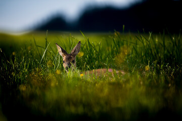 deer in the grass
