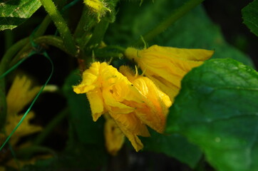 Young plant cucumber with yellow flowers. Juicy fresh cucumber close-up macro on a background of leaves