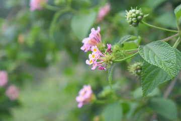 Pink flowers with green background in garder.