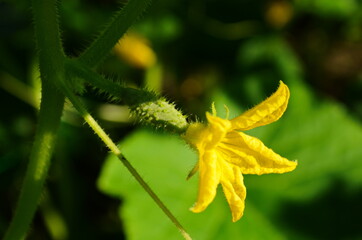Young plant cucumber with yellow flowers. Juicy fresh cucumber close-up macro on a background of leaves