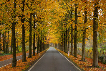 Autumn colors along a rural road near Overveen, Netherlands