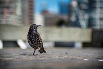 crow on the street