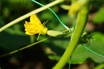 Young plant cucumber with yellow flowers. Juicy fresh cucumber close-up macro on a background of leaves