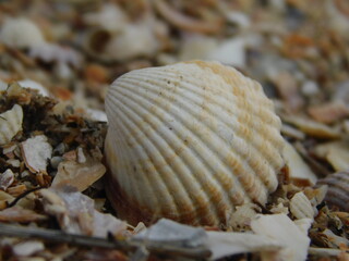 shell on the sand