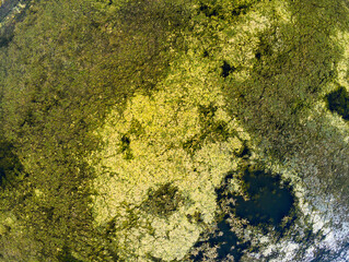 Green, yellow moss, vegetation on small lake aerial drone shot, image for natural background.