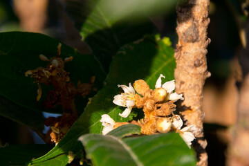 Eriobotrya japonica, Nispero flower with sunlight at sunset, tree with green leaves, organic nature.