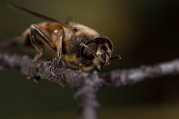 macro of a bee