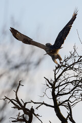 eagle in flight