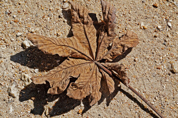 Dried leaf on ground