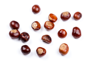 Autumn - Fresh chestnut fruits, Castanea, Horse-chestnut (Aesculus hippocastanum), close up