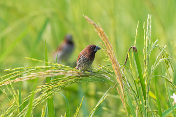 Scaly-breasted munia