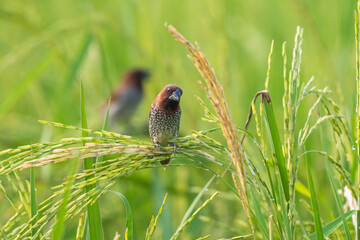 Scaly-breasted munia