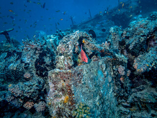 Red fish on the background of iron mechanisms covered with corals on a sunken ship