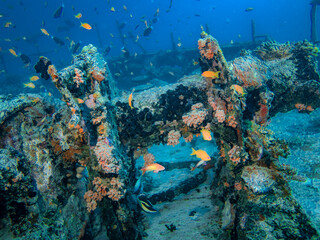 Fototapeta na wymiar Iron lifting mechanism covered with corals on a sunken ship