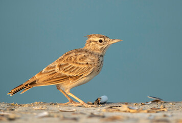 Closeup of Crested Lark infront of thrown cigarette bud at Busaiteen coast, bahrain