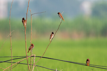 Scaly-breasted munia