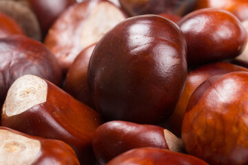 Autumn - Fresh chestnut fruits, Castanea, Horse-chestnut (Aesculus hippocastanum), close up