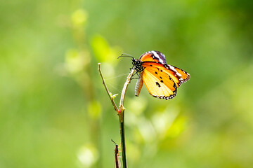 Plain tiger butterfly 