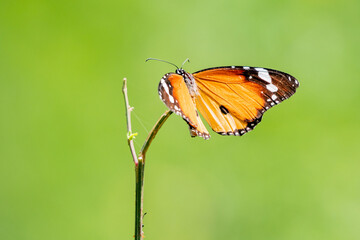 Plain tiger butterfly 