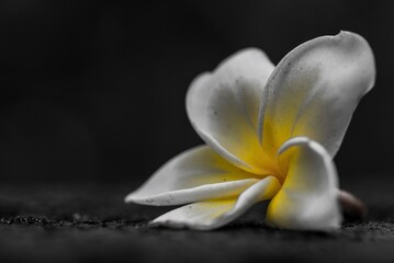 Fototapeta na wymiar white magnolia flower
