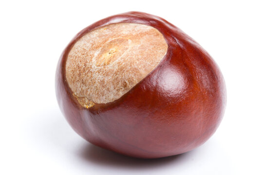 Autumn - Fresh chestnut fruits, Castanea, Horse-chestnut (Aesculus hippocastanum), close up