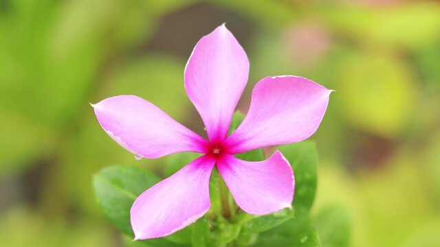 close up of Madagascar Periwinkle flower Closeup view on Middle side