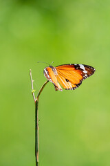Fototapeta na wymiar Plain tiger butterfly 