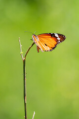 Plain tiger butterfly 