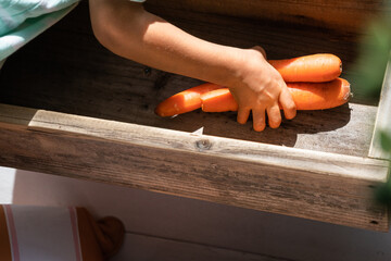 Child picking up some carrots from a wooden box