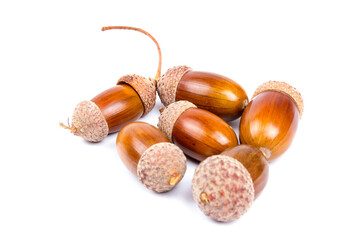 Ripe acorns isolated on  white background, close-up
