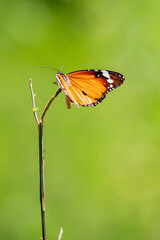 Obraz na płótnie Canvas Plain tiger butterfly 