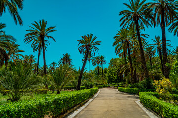 Fototapeta na wymiar Park Villa Bonanno, an urban park with palm trees and exotic plants in Palermo, Sicily, Italy