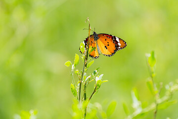 Obraz premium Plain tiger butterfly 