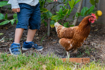 Child playing outside on a farm with a hen
