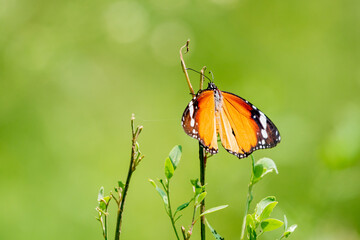 Plain tiger butterfly 