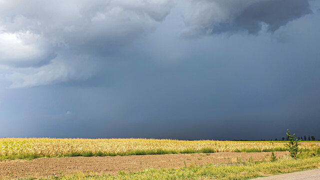 Dark sky over a yellow corn field. A thunderstorm is gathering. A natural phenomenon.