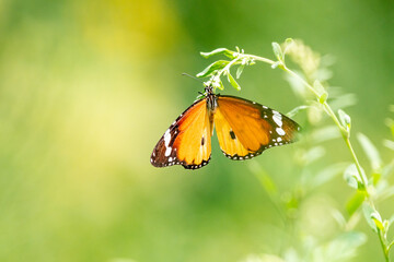 Plain tiger butterfly 