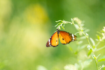 Obraz premium Plain tiger butterfly 