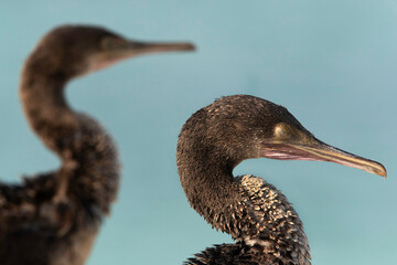 Closeup of a Socotra cormorants sleeping at Busiateen coast, Bahrain