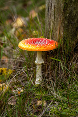 Amanita muscaria, commonly known as the fly agaric or fly amanita 